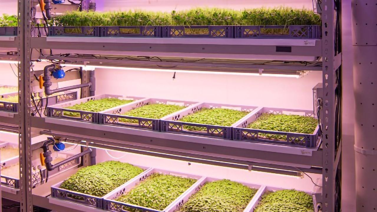 Vertical Farming Could Help Agriculture Meet Food Supply Needs