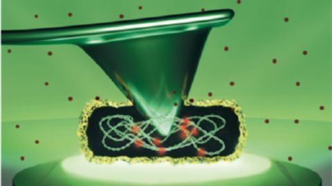 How Much Force Is Needed To Kill a Single Bacterium?