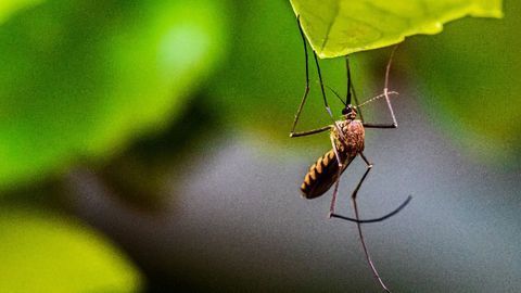 Single Gene Converts Female Mosquitoes to Non-biting Males