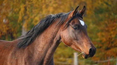 Mystery of Genetic Defect In Horses Solved