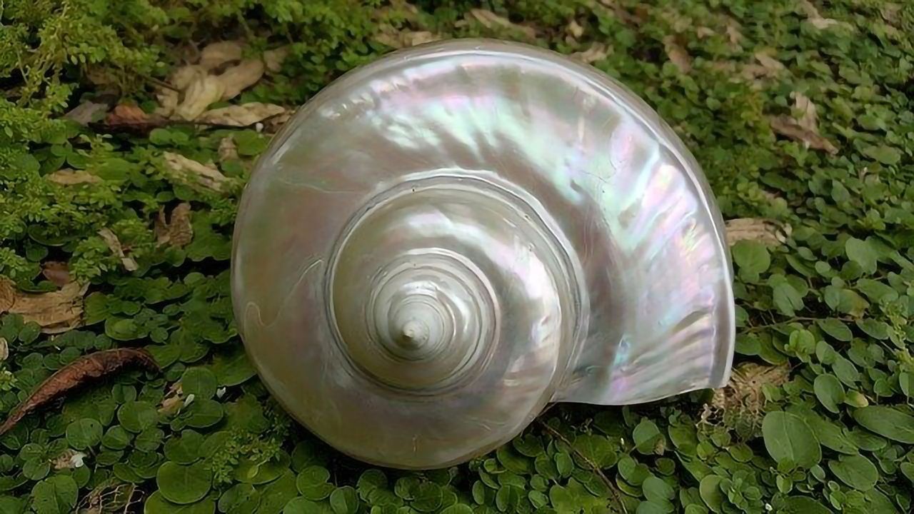 Material Mimics One of Nature's Toughest
