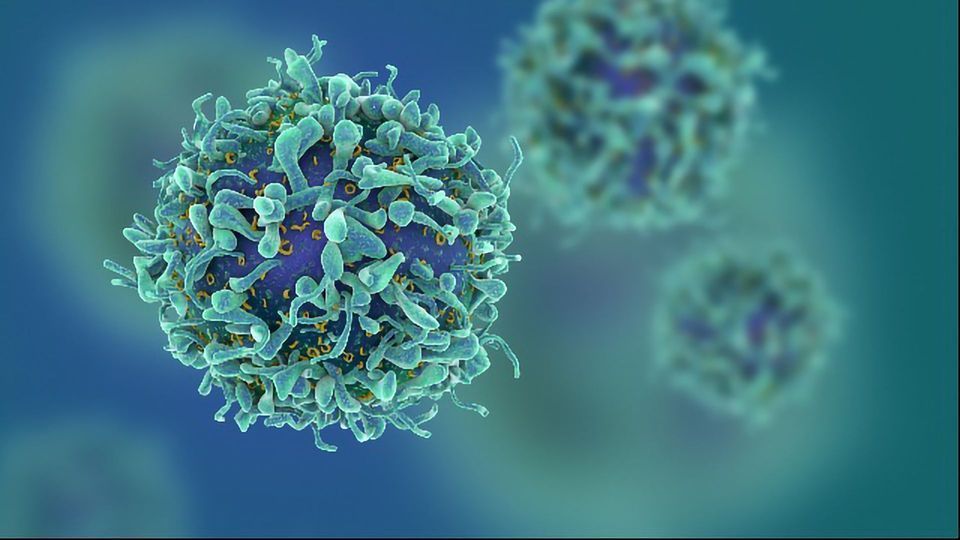 “Common Cold” Coronaviruses Could Help Produce Anti-SARS-CoV-2 Immune Cells content piece image