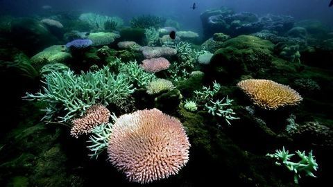 Genomics Could Protect Coral Reef Against Climate Change