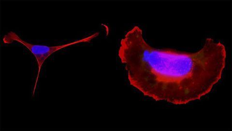 Toxoplasma Host Cells Toxoplasma Host Cells