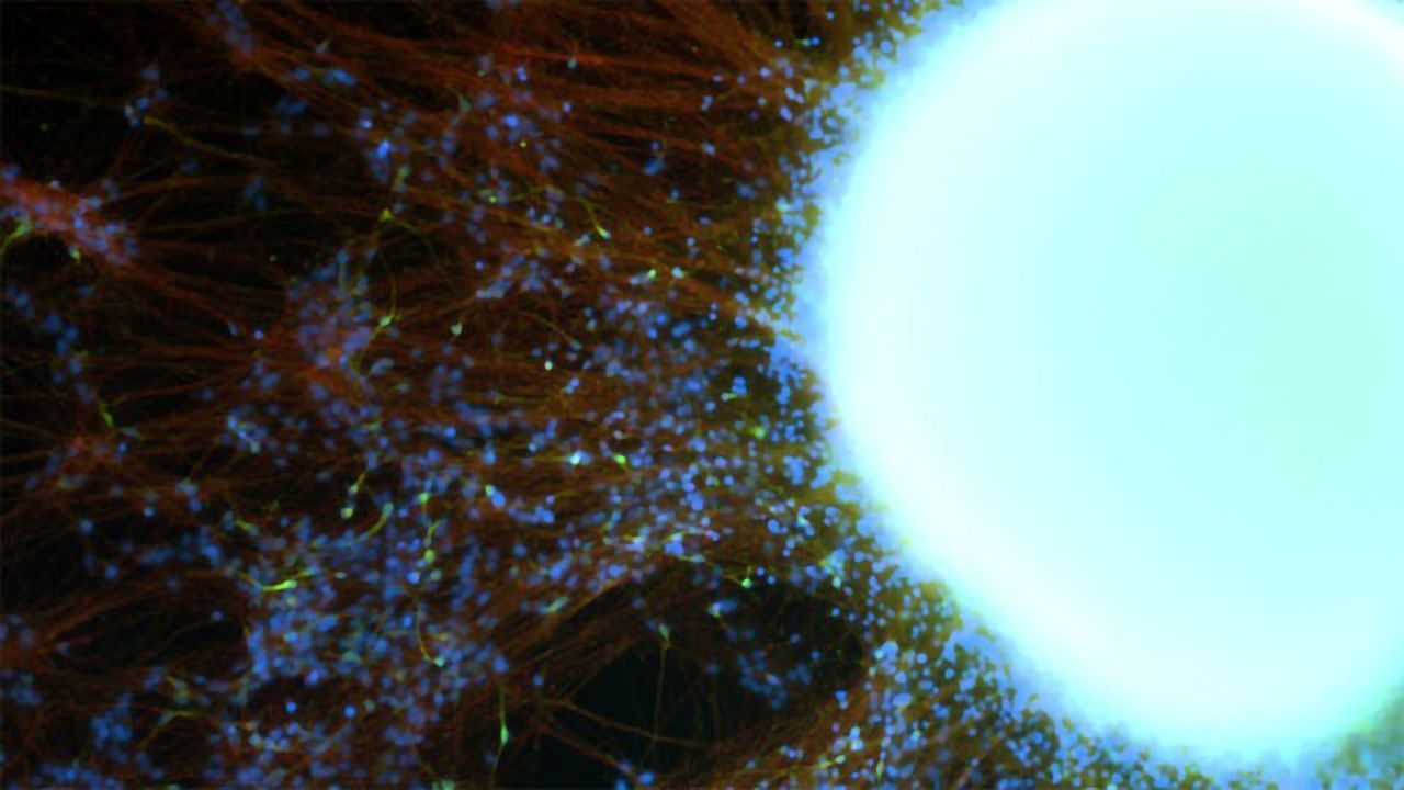 AMSBIO Introduces StemFit® for Differentiation of Human IPS and ES Cells