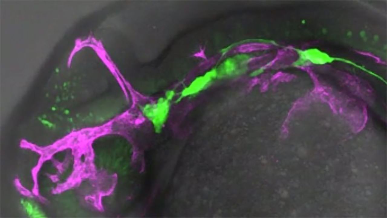 A Rush of Blood to the Head: Neuroblast Differentiation Is Kickstarted by Blood Flow