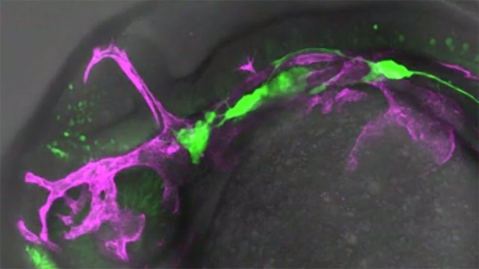 A Rush of Blood to the Head: Neuroblast Differentiation Is Kickstarted by Blood Flow content piece image