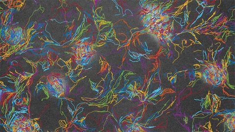 Data Science and the "Wave": How Can We Study Emergent Behavior?