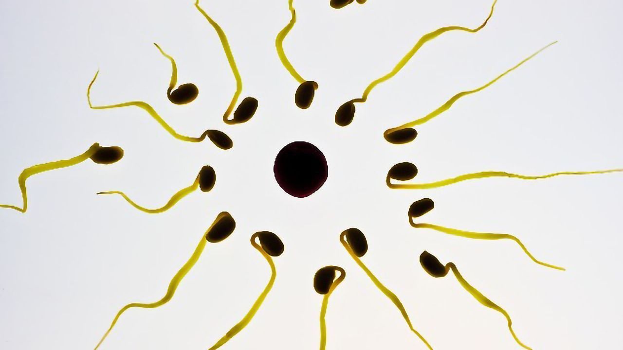 Male Fertility Test Offers Clarity for Couples Struggling To Conceive