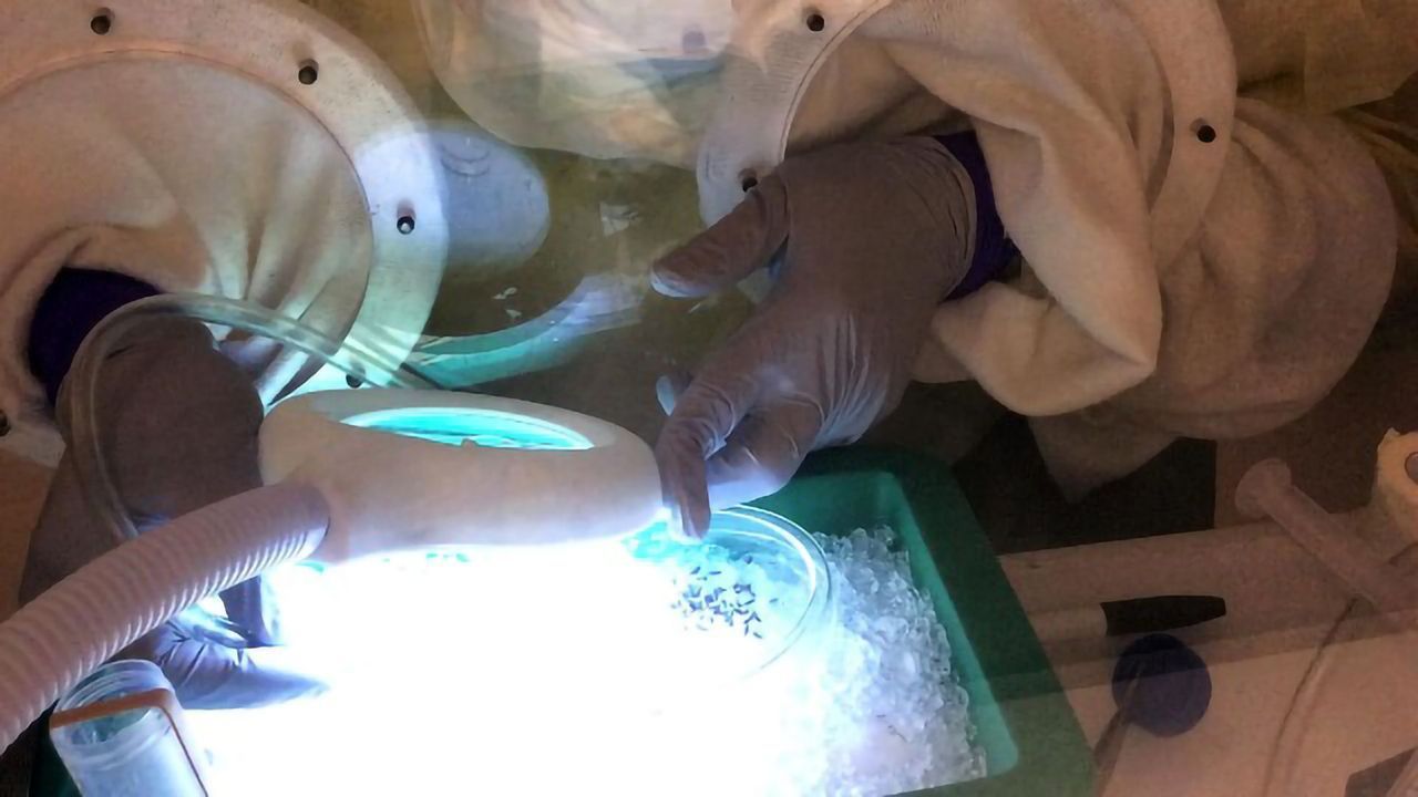 Study Confirms SARS-CoV-2 Not Transmitted by Mosquitoes
