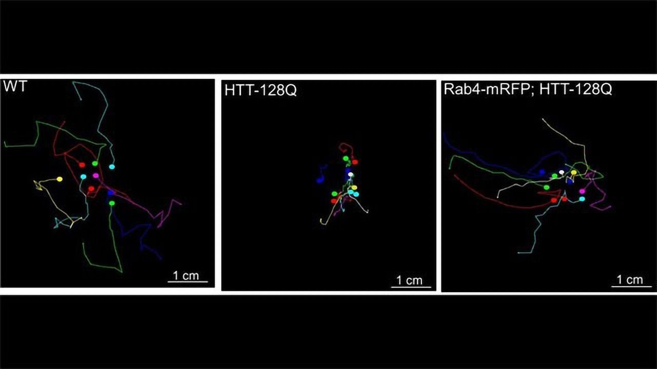 Getting Up Close and Personal With the Huntingtin Protein