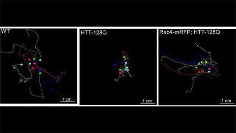 Getting Up Close and Personal With the Huntingtin Protein