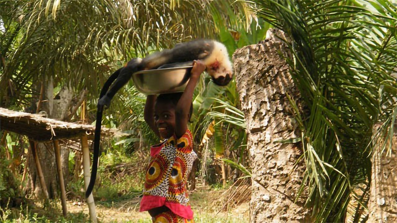Strategies Needed To Reduce Bushmeat Hunting