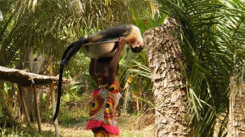 Strategies Needed To Reduce Bushmeat Hunting