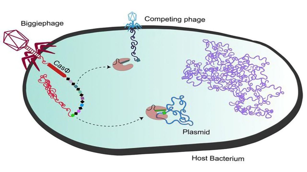 Tiny but Mighty Cas Proteins Discovered