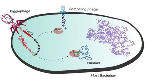 Tiny but Mighty Cas Proteins Discovered
