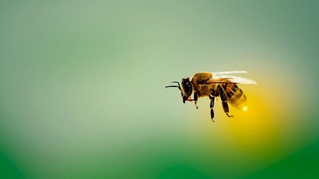 Honeybees Provide Indications of Environmental Pollution