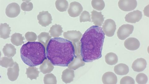 HORIBA Medical Launches Digital Blood Cell Morphology Training Tool