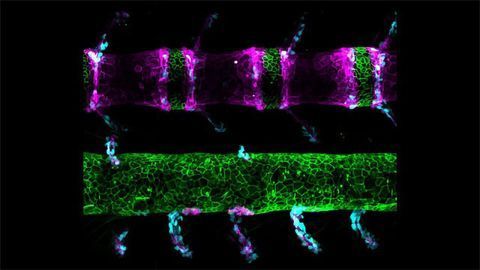 Developing Fish Spines Developing Fish Spines