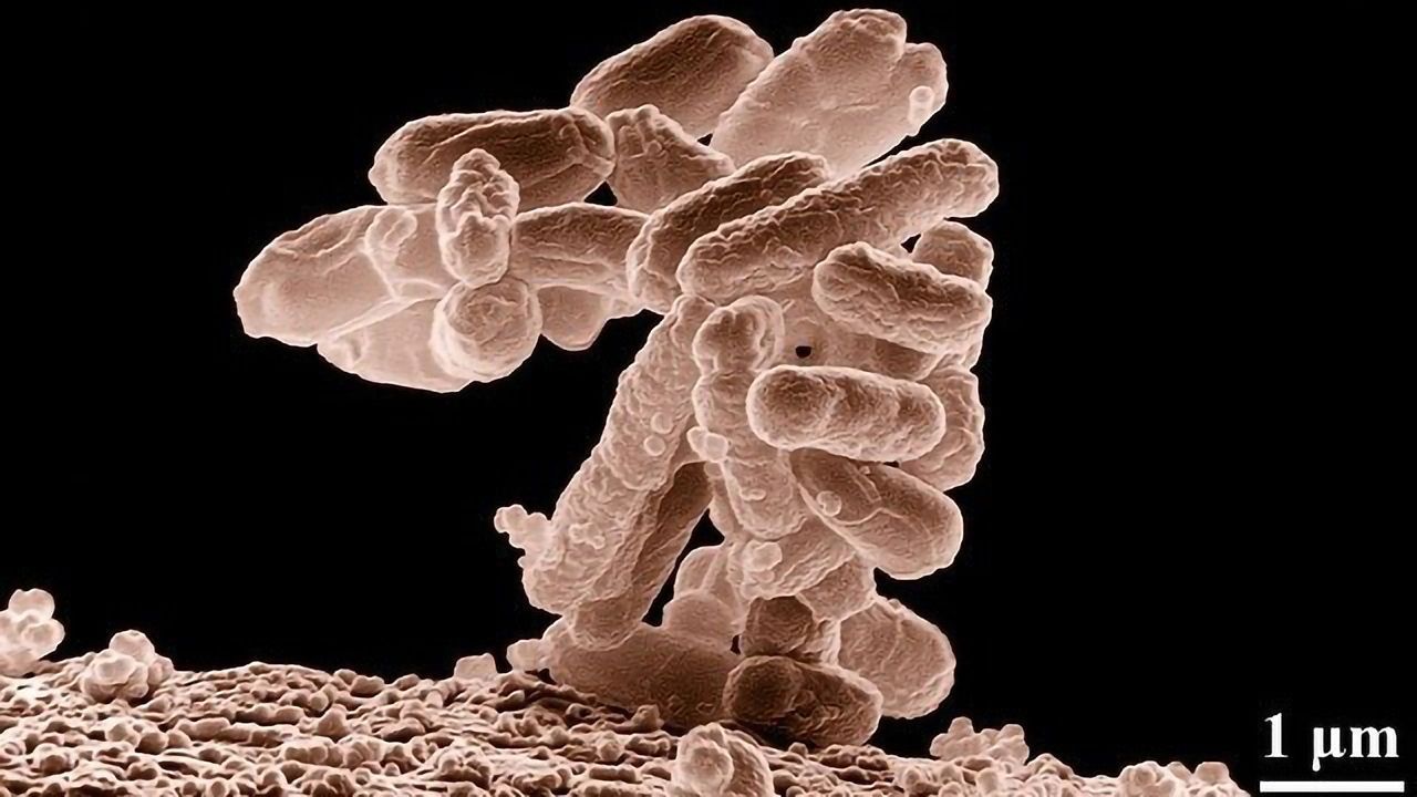Specialized Compartments Discovered in Bacterial Cells
