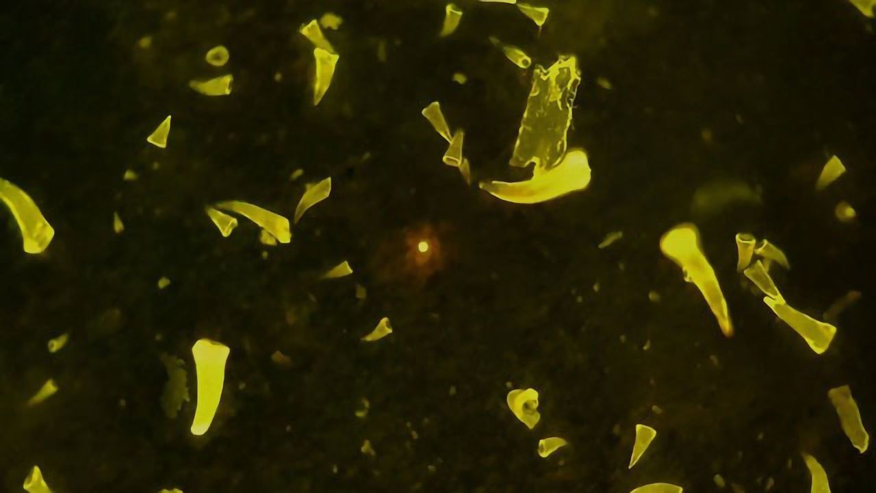 Virtually No Microplastics Absorbed Into Muscle of European Sea Bass