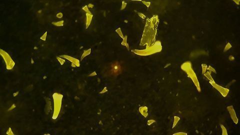 Virtually No Microplastics Absorbed Into Muscle of European Sea Bass