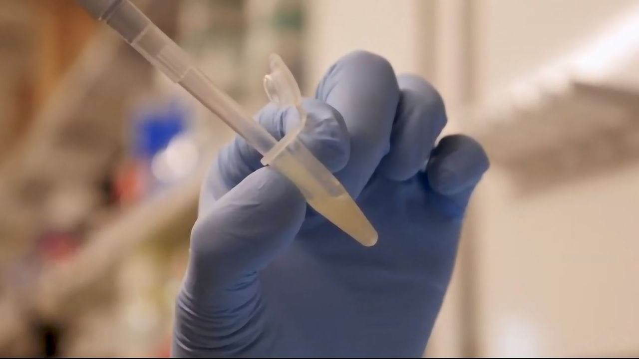 LION Vaccine for COVID-19 Displays Protective Traits in Non-Human Primates