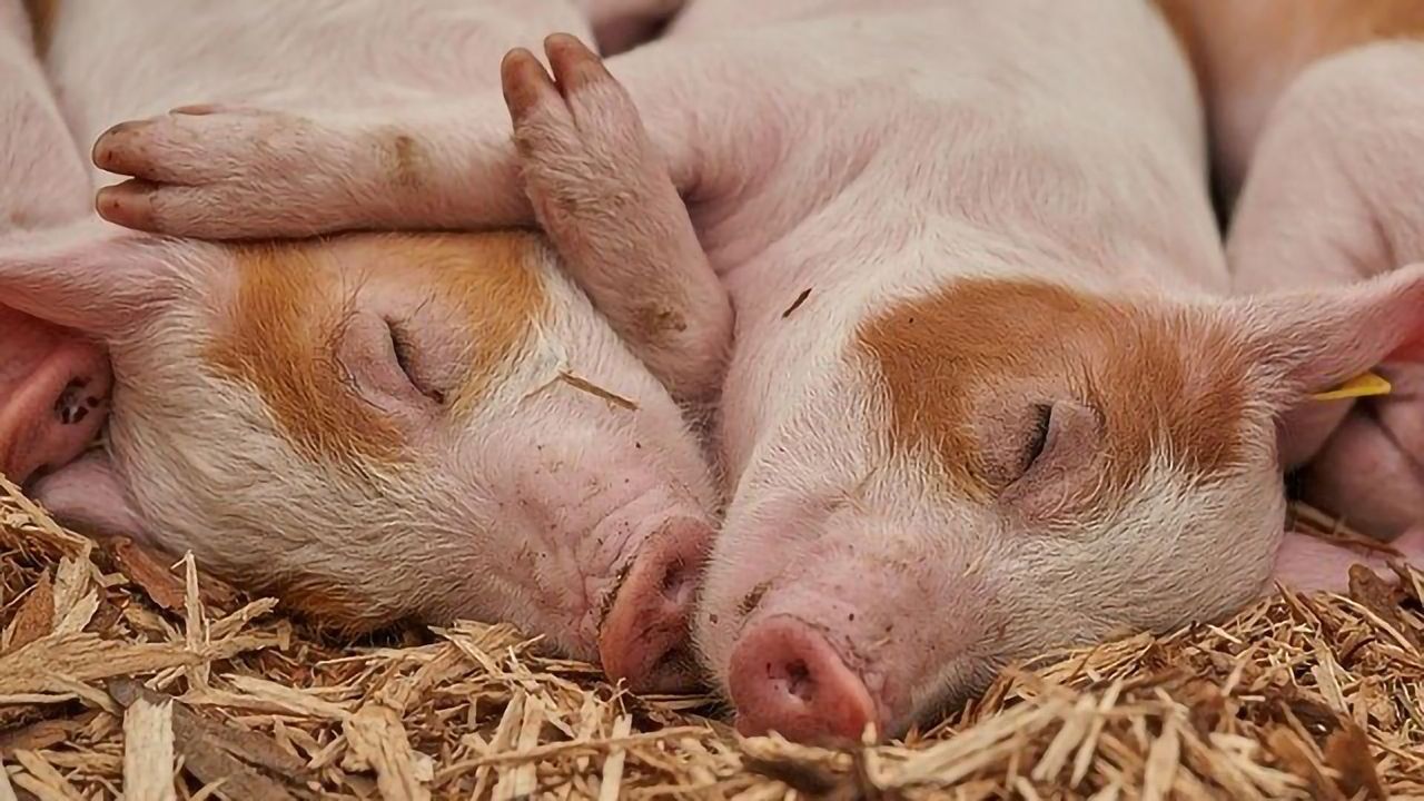 Liquor Leftovers in Feed Produces Happier Pigs and Tastier Pork
