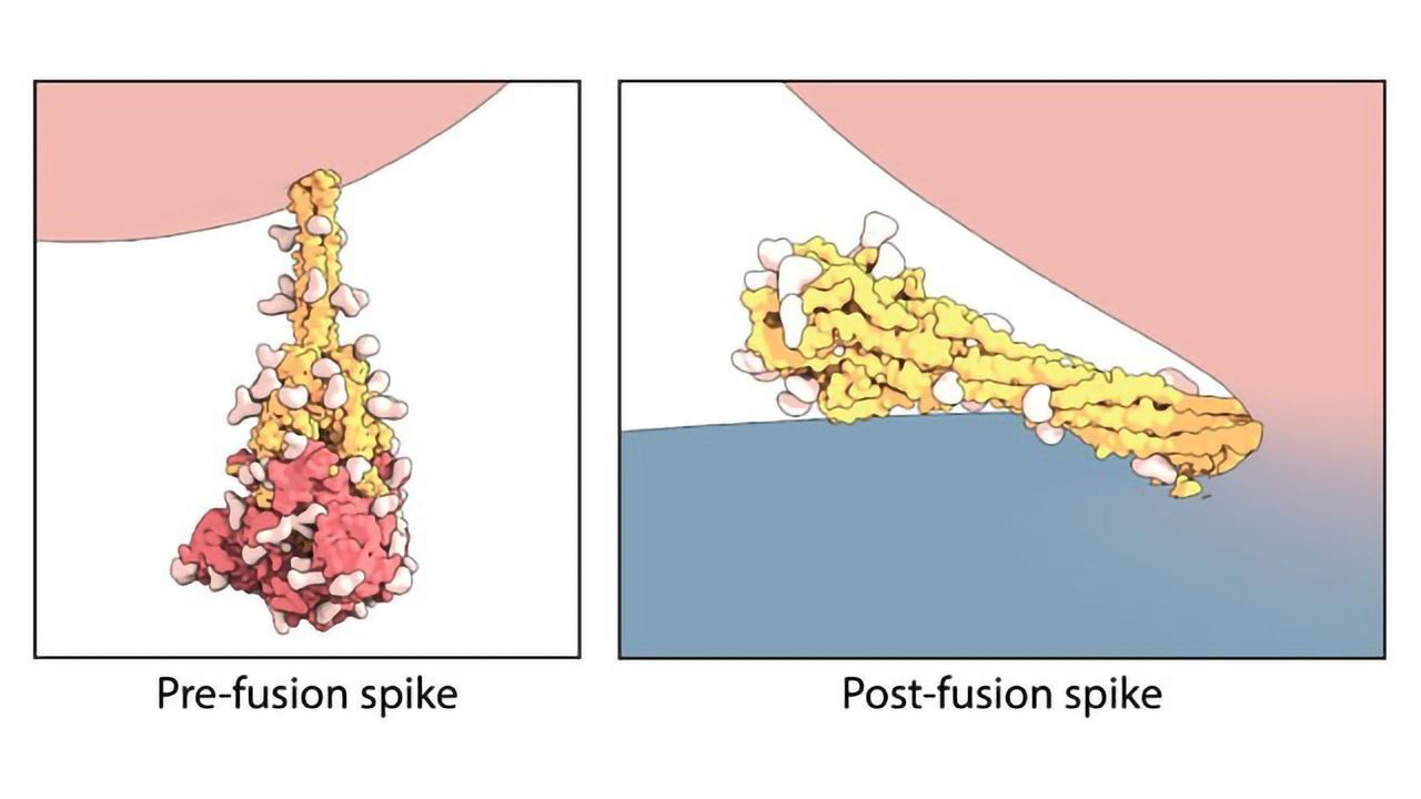 Freeze-Framing SARS-CoV-2 Spikes