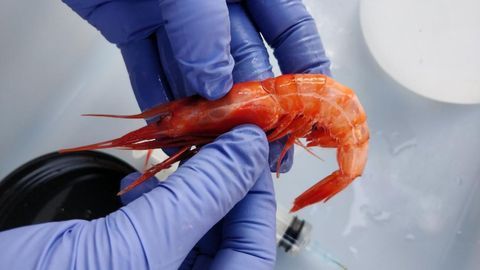 What Impact Are Microplastics Having on Shrimps?