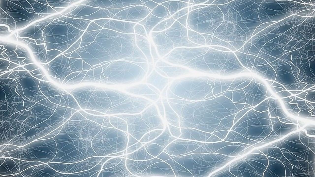 Brain Connectivity Levels Are Equal Throughout Mammalian Species