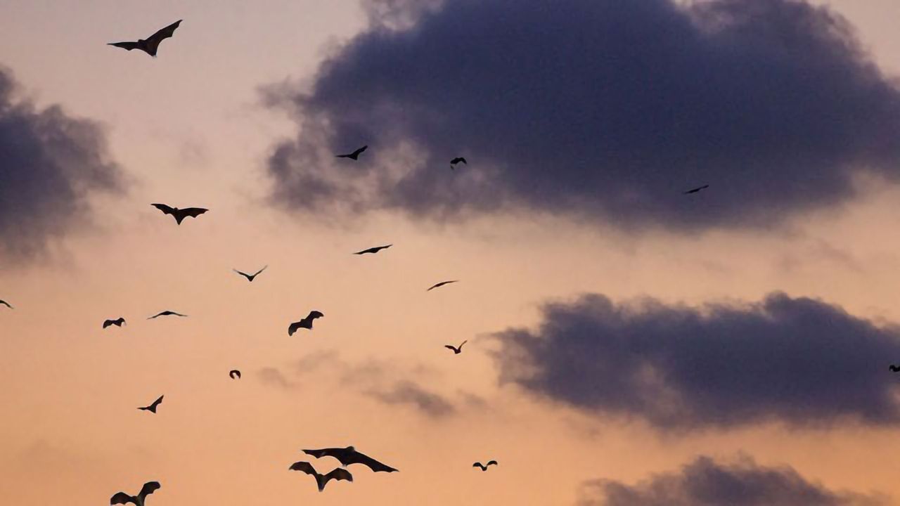Raw Genetic Material Encoding Bats' Unique Adaptations Revealed