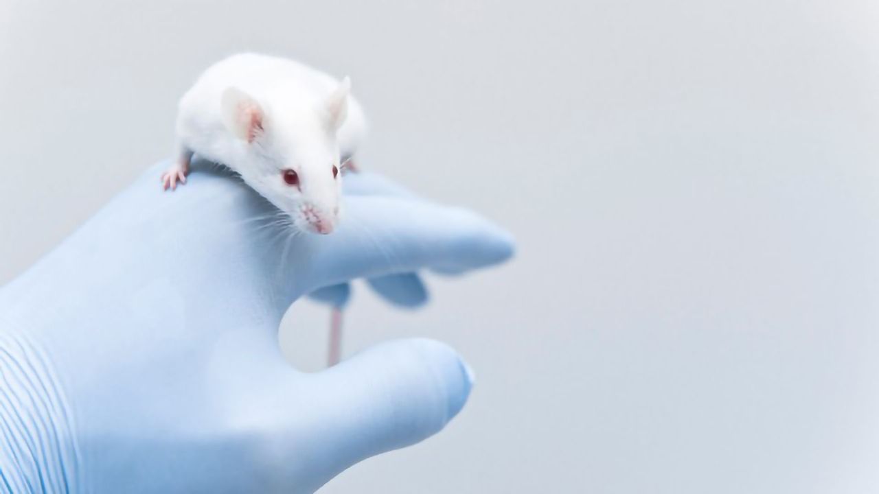 Early-Life Antibiotic Use Can Disrupt “Social Brain” Development in Mice