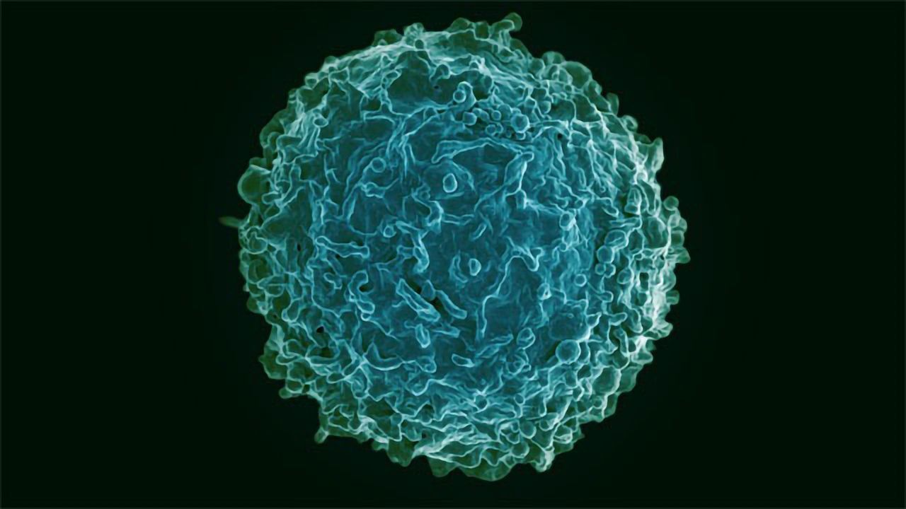 How Do Immune Cells Navigate the Body?