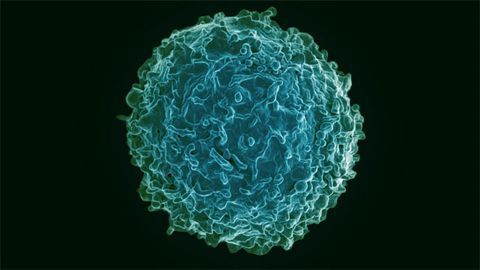 How Do Immune Cells Navigate the Body?