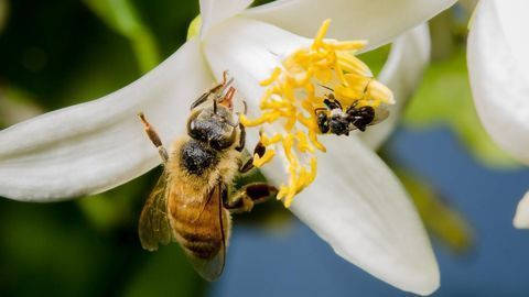 Native Honey Health Claims Affirmed by Science