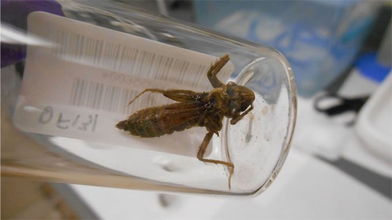 Mercury Pollution Levels in National Parks Revealed by Dragonflies