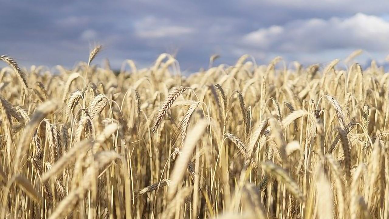 Testing Confirms Efficacy of Amoeba's Biocontrol Solution for Major Wheat Diseases