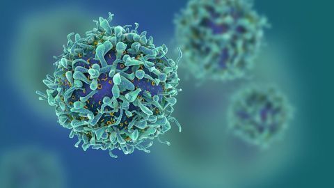 Decoding the Immune System