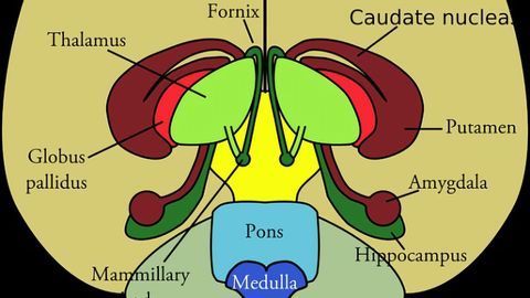 Two Distinct Circuits Drive Inhibition in the Sensory Thalamus of the Brain, Study Finds