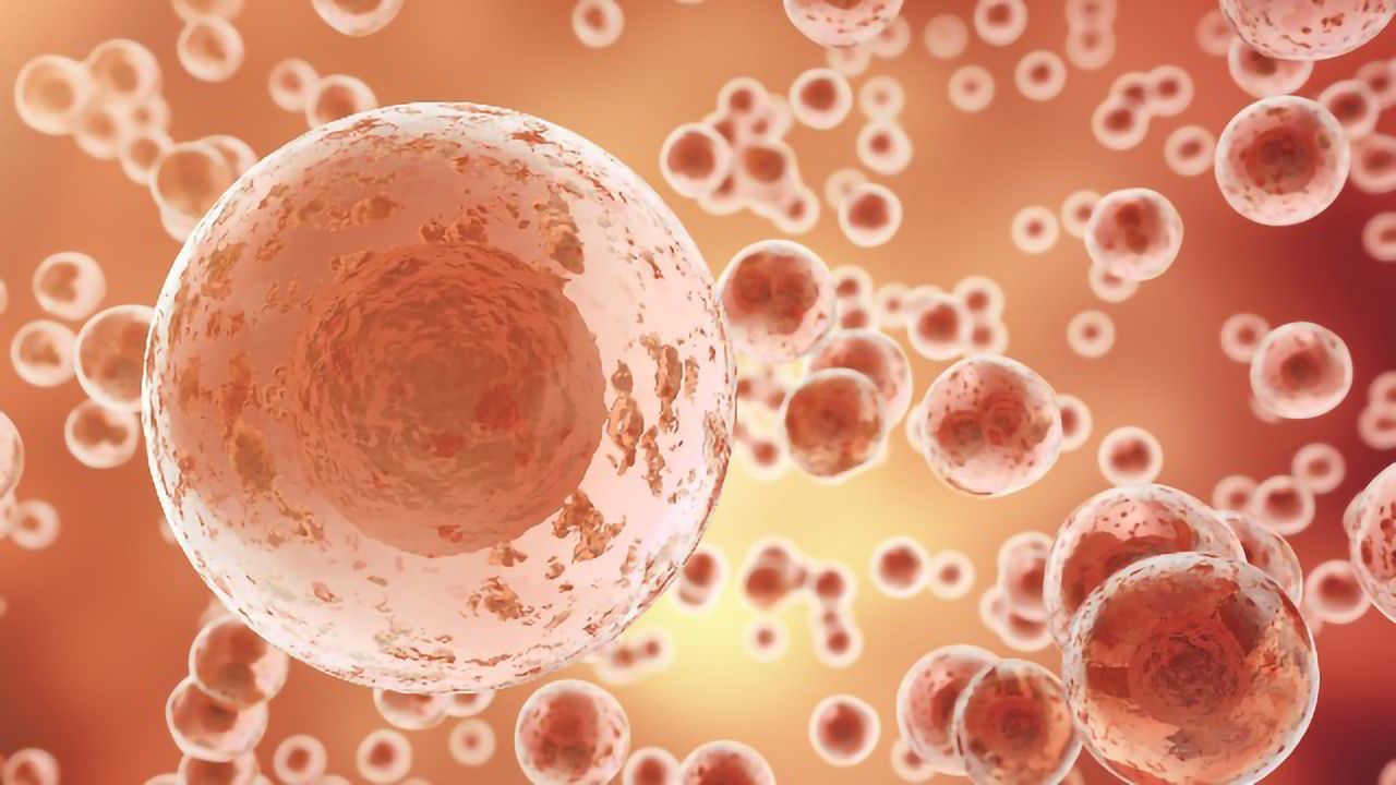 “Self-Eating” Stem Cells May Hold the Key to New Regenerative Therapies
