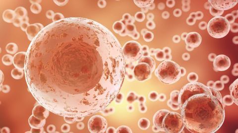 “Self-Eating” Stem Cells May Hold the Key to New Regenerative Therapies