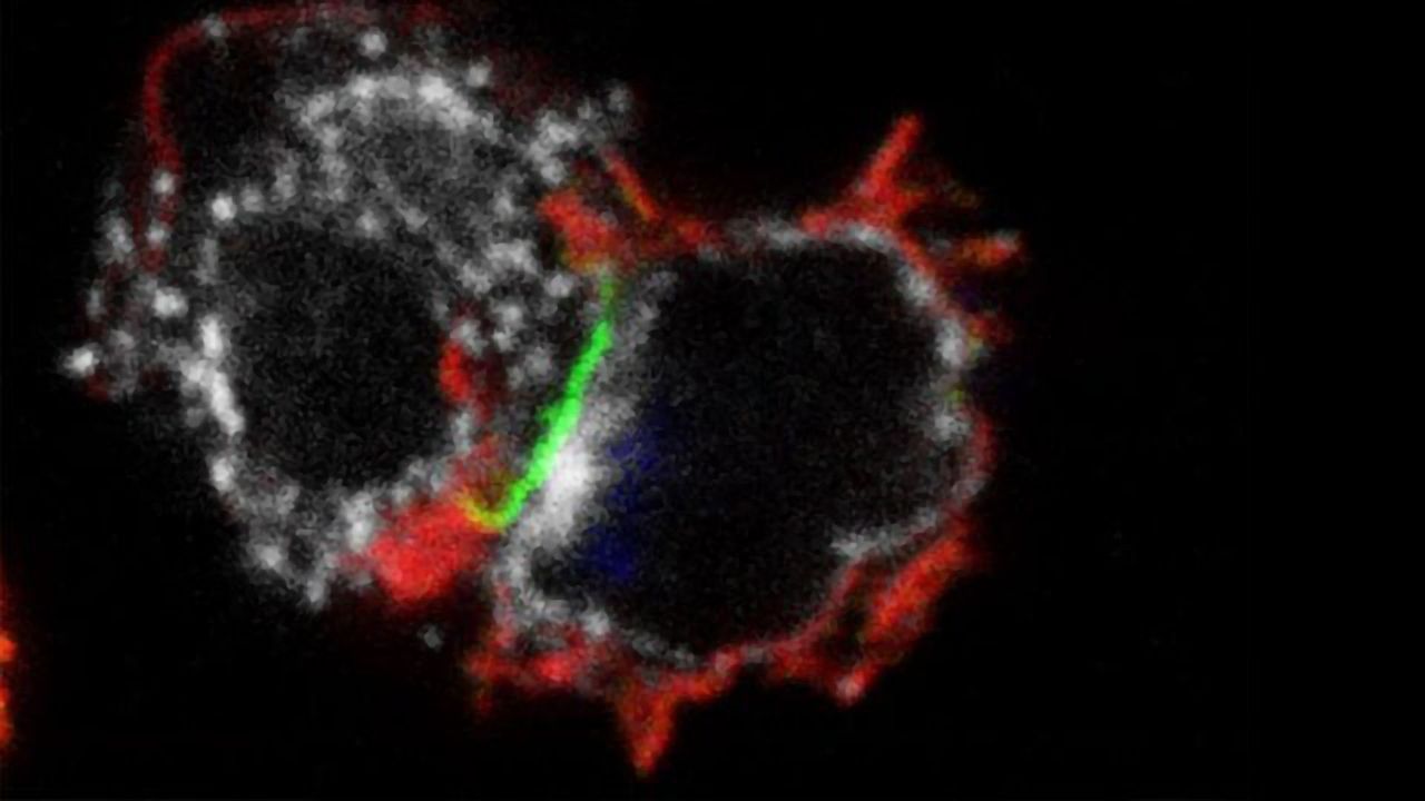 Two Immunotherapies Converted Into Single Therapy for Certain Blood Cancers