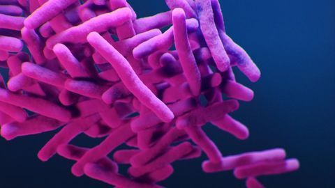 Cell Profiling Method Set To Accelerate Discovery of Drugs for Tuberculosis