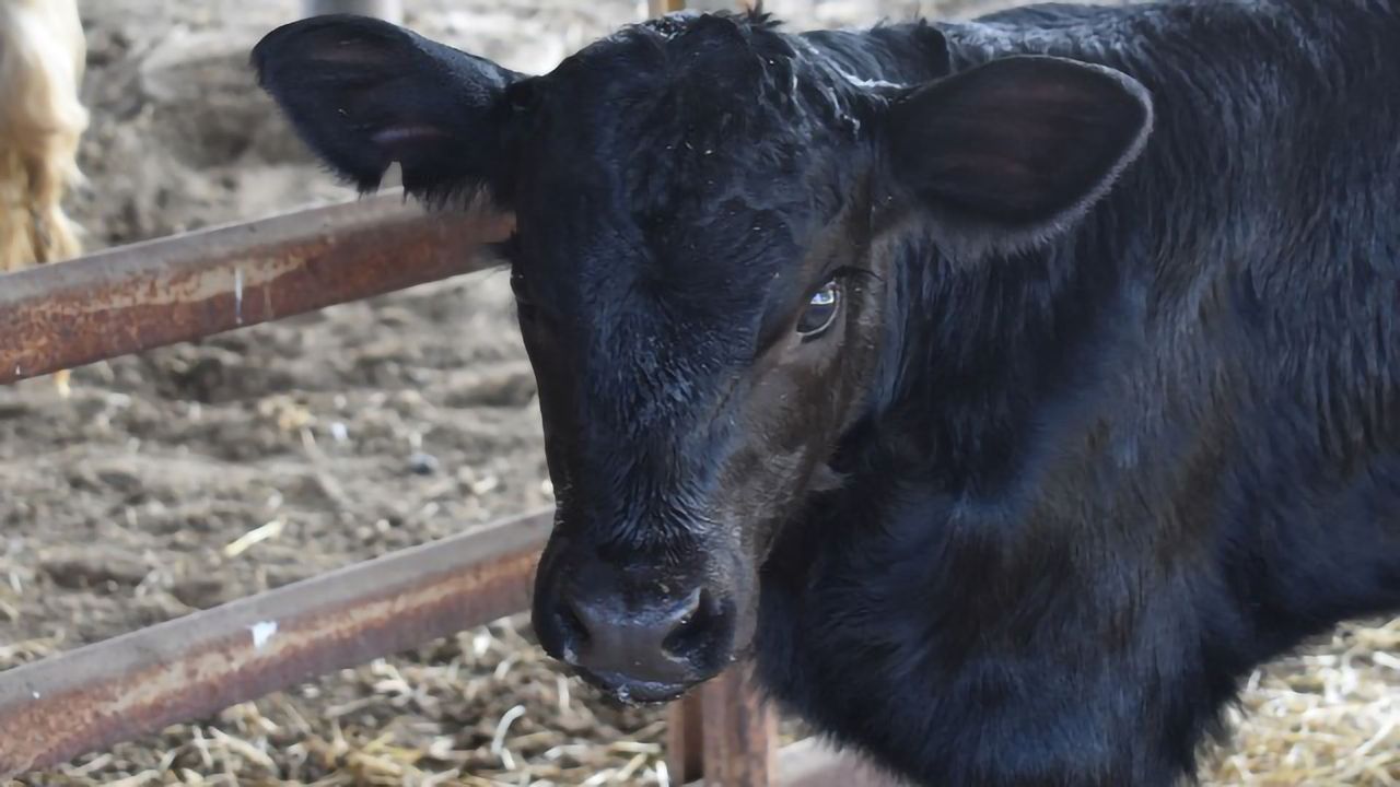 Bull Calf Designed To Produce 75% Male Offspring