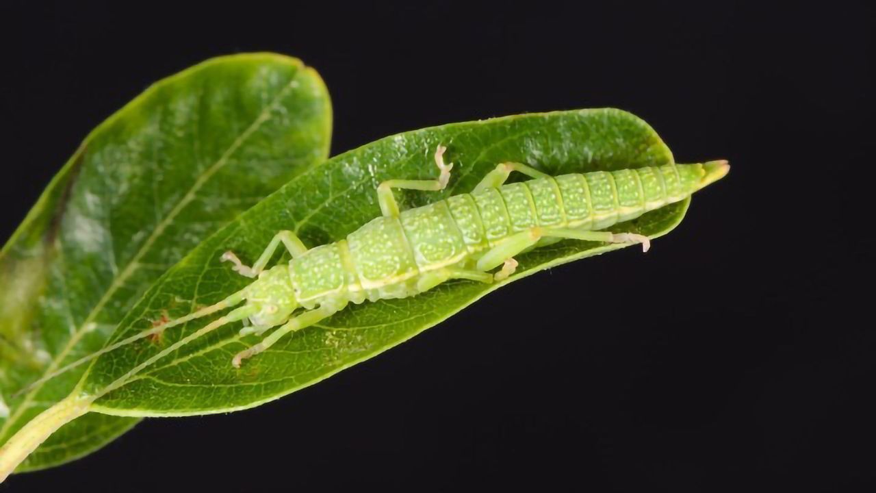 Genome Mapping Reveals How Cryptic Colors Help Insect “Stick Out”