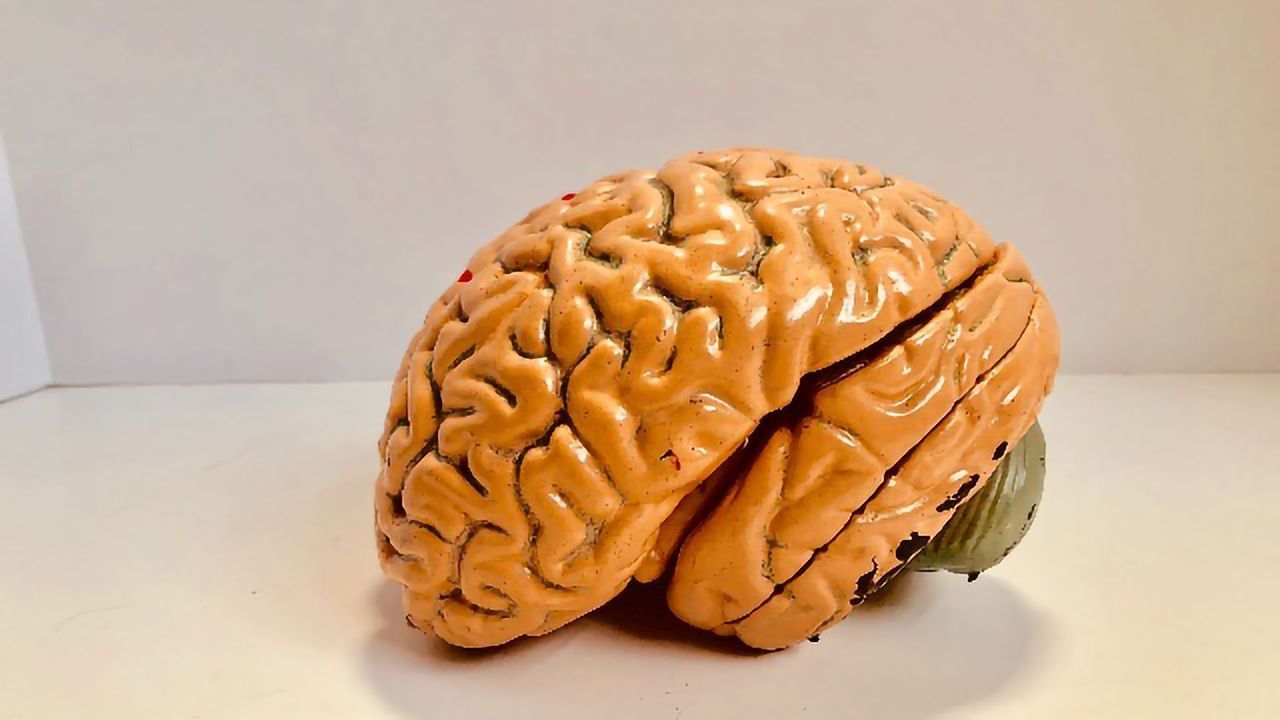 Neurons Are Programmed for a Long Life