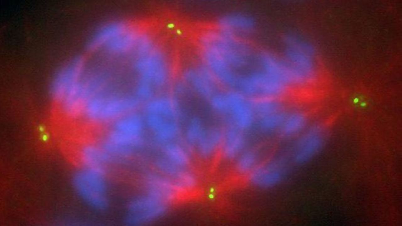 Team Combines Cell Imaging and Mathematical Modeling To Investigate Cancer Progression