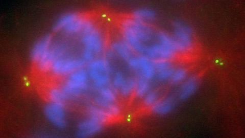 Team Combines Cell Imaging and Mathematical Modeling To Investigate Cancer Progression
