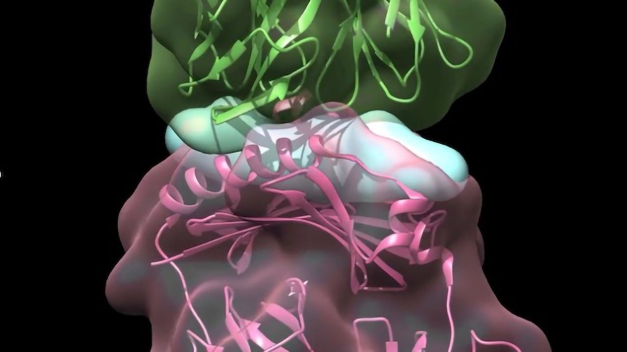 T Cells May Do More Harm Than Good in Atherosclerosis